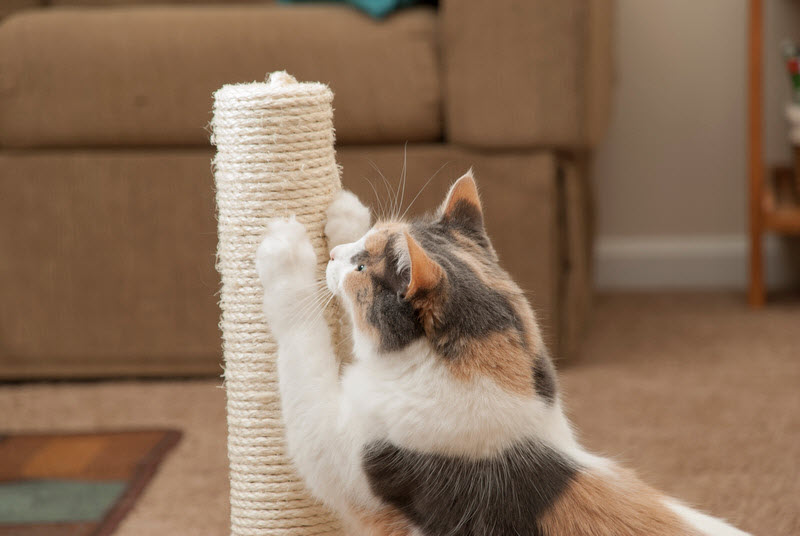 Chat Qui Sort Ses Griffes En Ronronnant Pourquoi le chat griffe les meubles ? - Baliculturegov