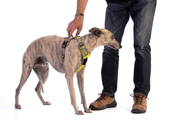 Comment mettre un harnais pour chien ?