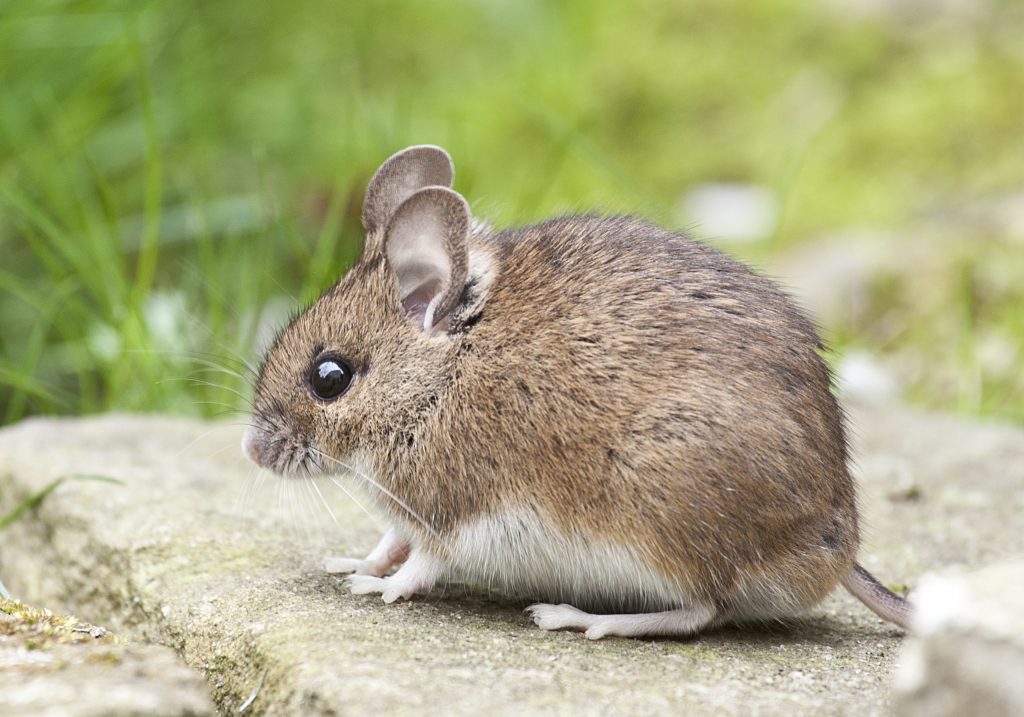 Comment détruire les insectes nuisibles&nbsp;?