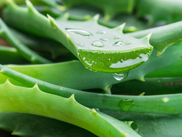 Comment utiliser l&rsquo;aloe vera fraîche ?
