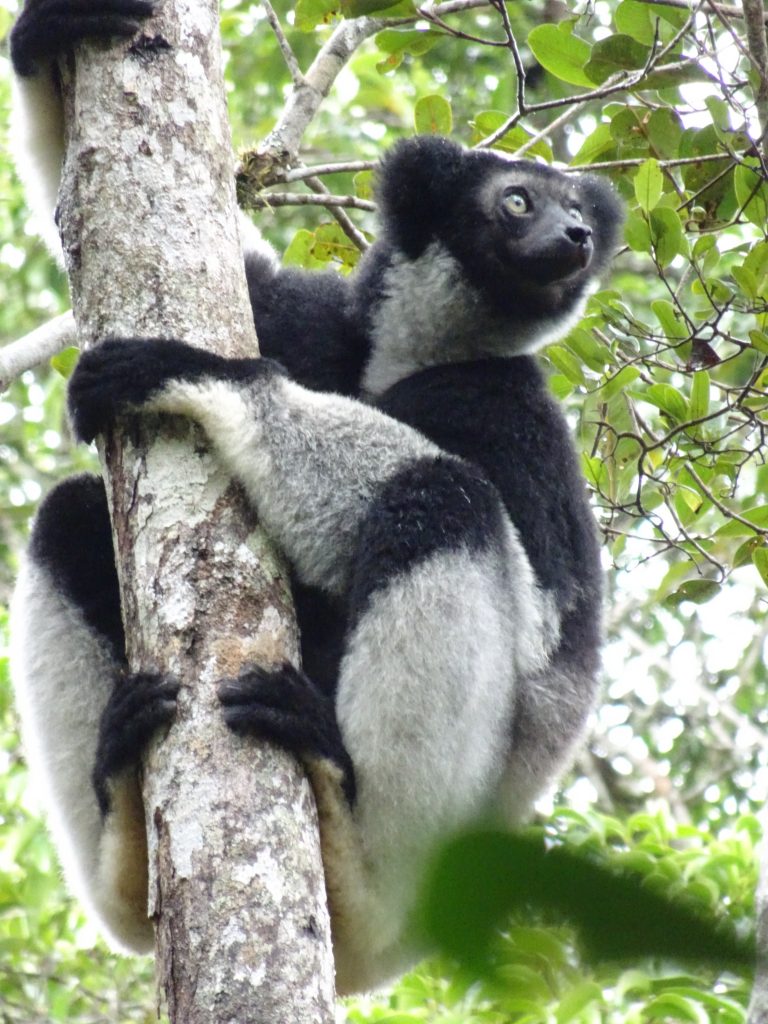 Préparer son Voyage à Madagascar : Astuces et Informations Essentielles