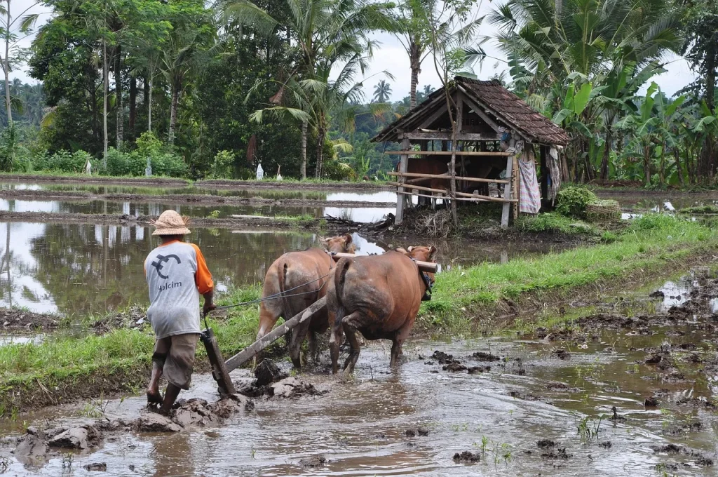 Explorer Bali : un guide étape par étape des rites et traditions